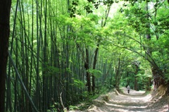 森林アーチ