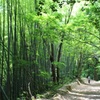 森林アーチ