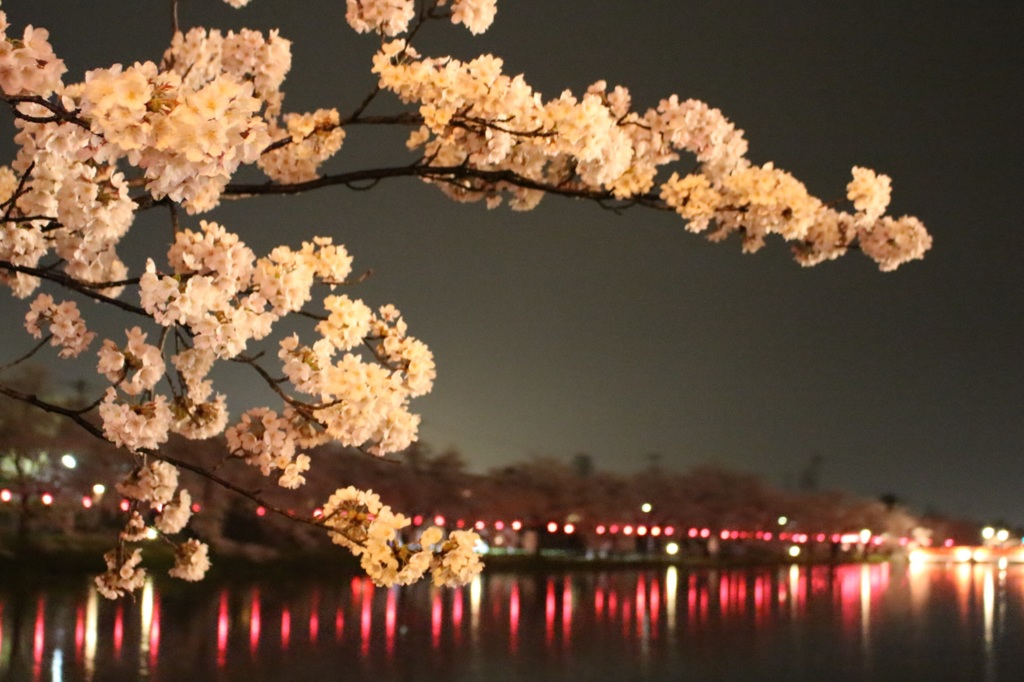 桜 No.9