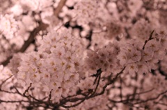 桜 No.5