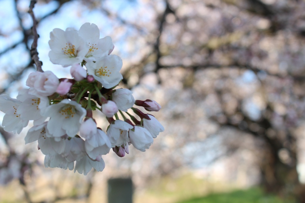 桜 No.4