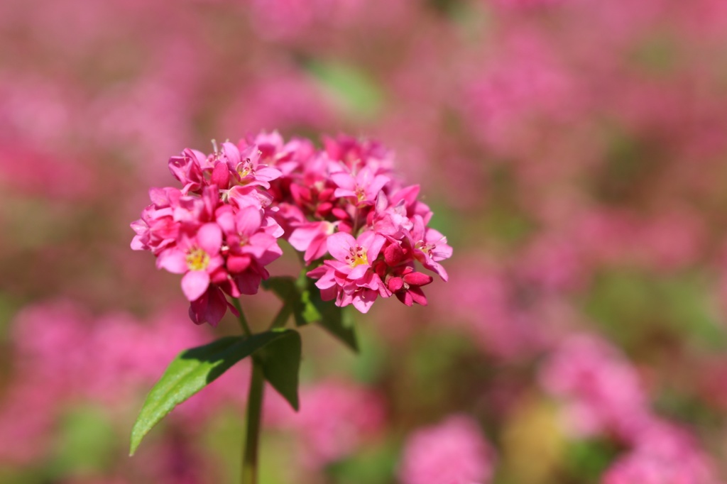 赤蕎麦の花