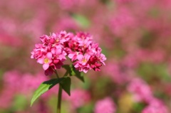 赤蕎麦の花