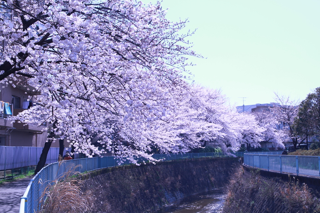 とある町の桜。