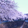 とある町の桜。