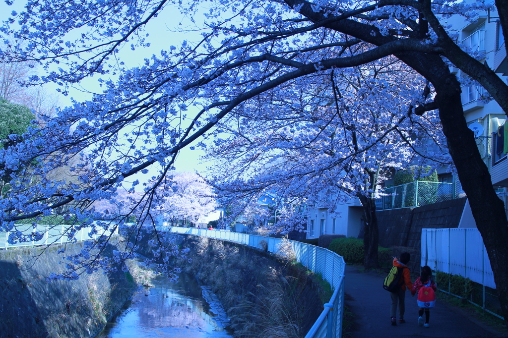 桜と子供。