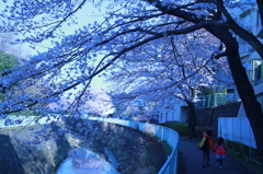 桜と子供。
