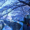 桜と子供。