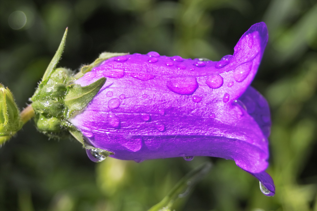 雨上がりのつりがね草