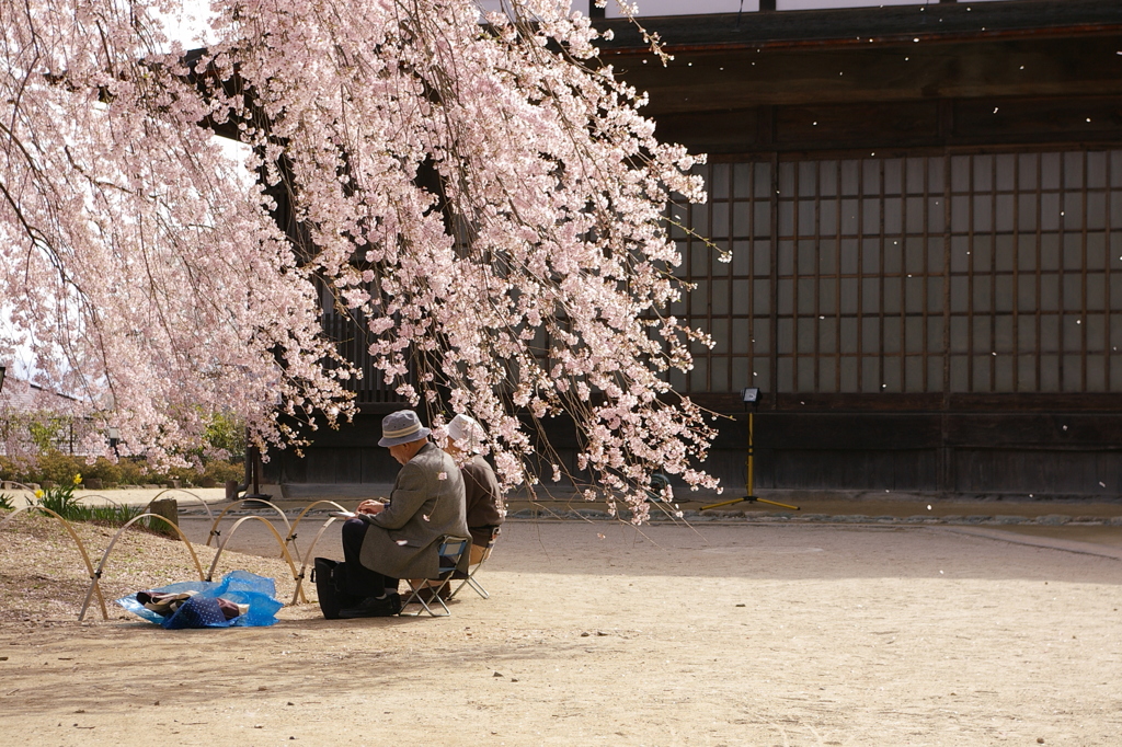 桜が散る