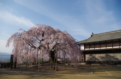 2015年の舞台桜