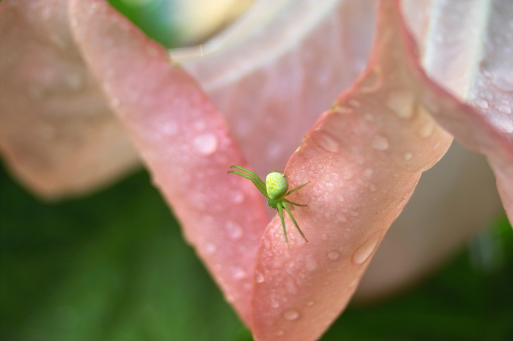雨上がりのハナグモ