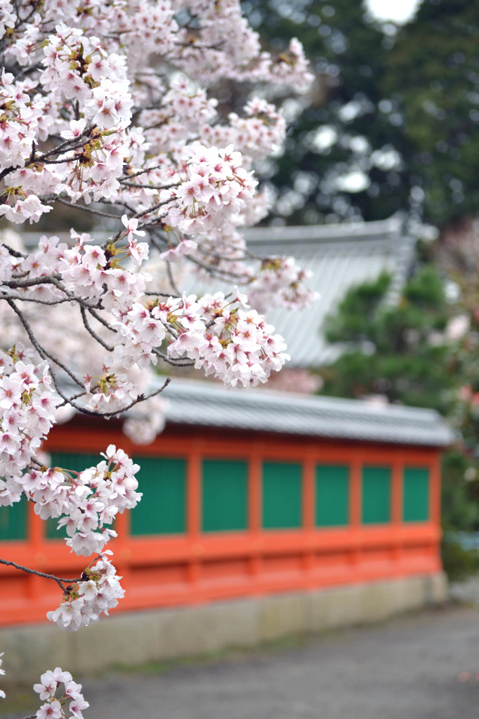 毘沙門さんの桜
