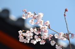 毘沙門さんの桜