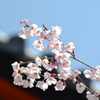 毘沙門さんの桜