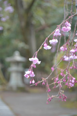 枝垂れ桜（毘沙門堂）