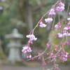 枝垂れ桜（毘沙門堂）