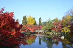 京の紅葉