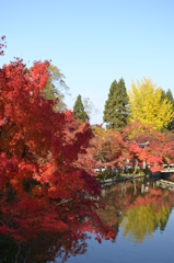 京の紅葉