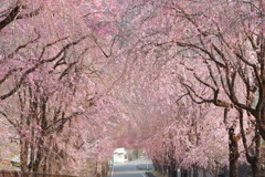 sakura降る路