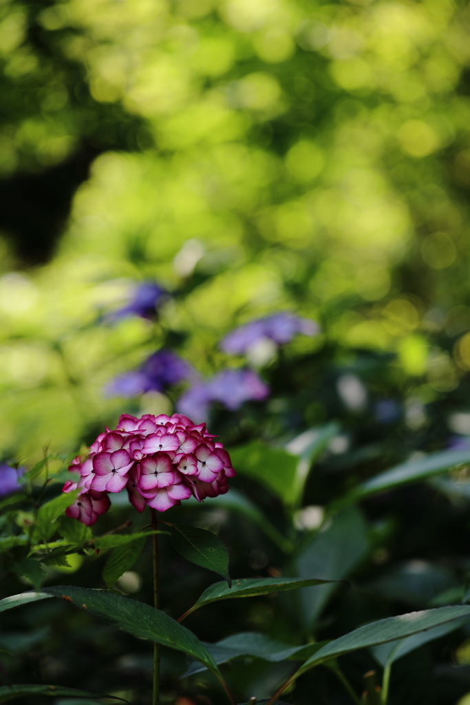 木陰の花