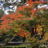 autumn foliage