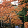 参道の黄葉
