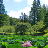 蓮のある風景