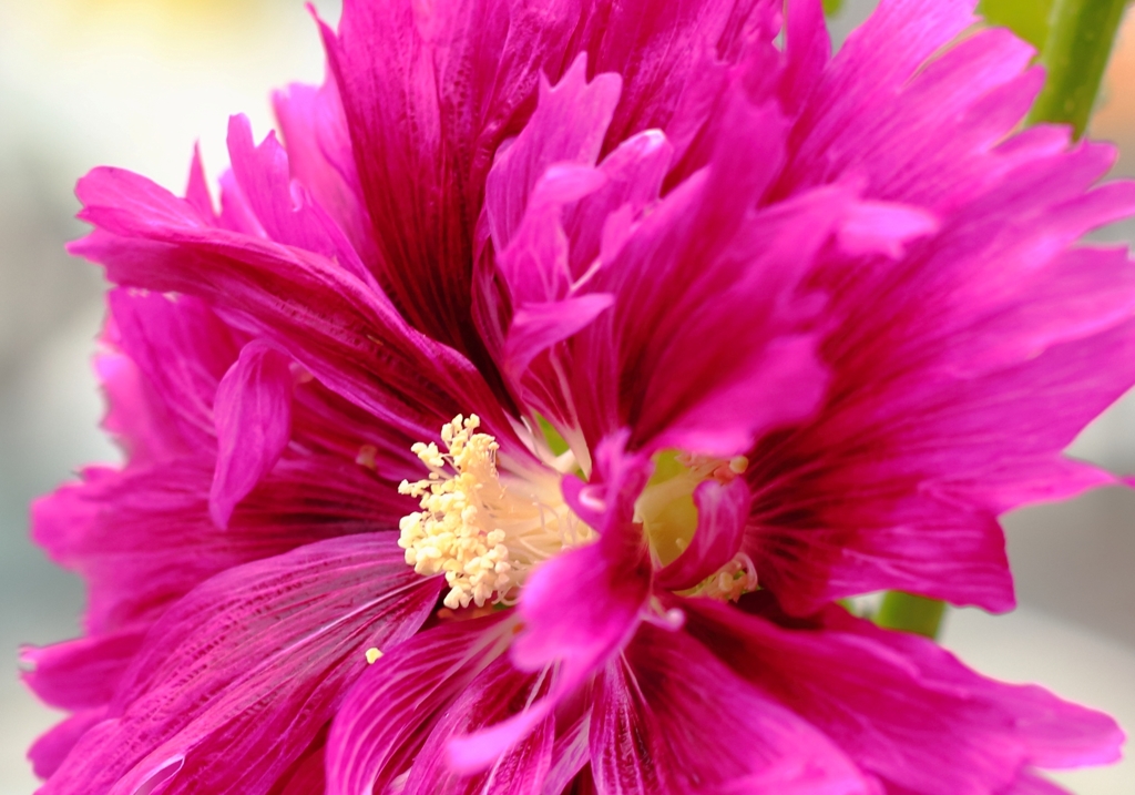 アルセア・コンフォート　ローズ