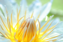 purity of heart