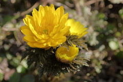 踏まれても 踏まれても 強く野に咲く 福寿草