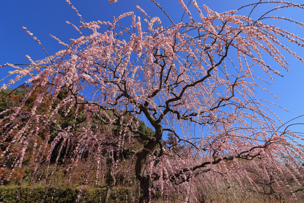 梅降り　紅