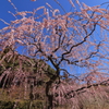 梅降り　紅