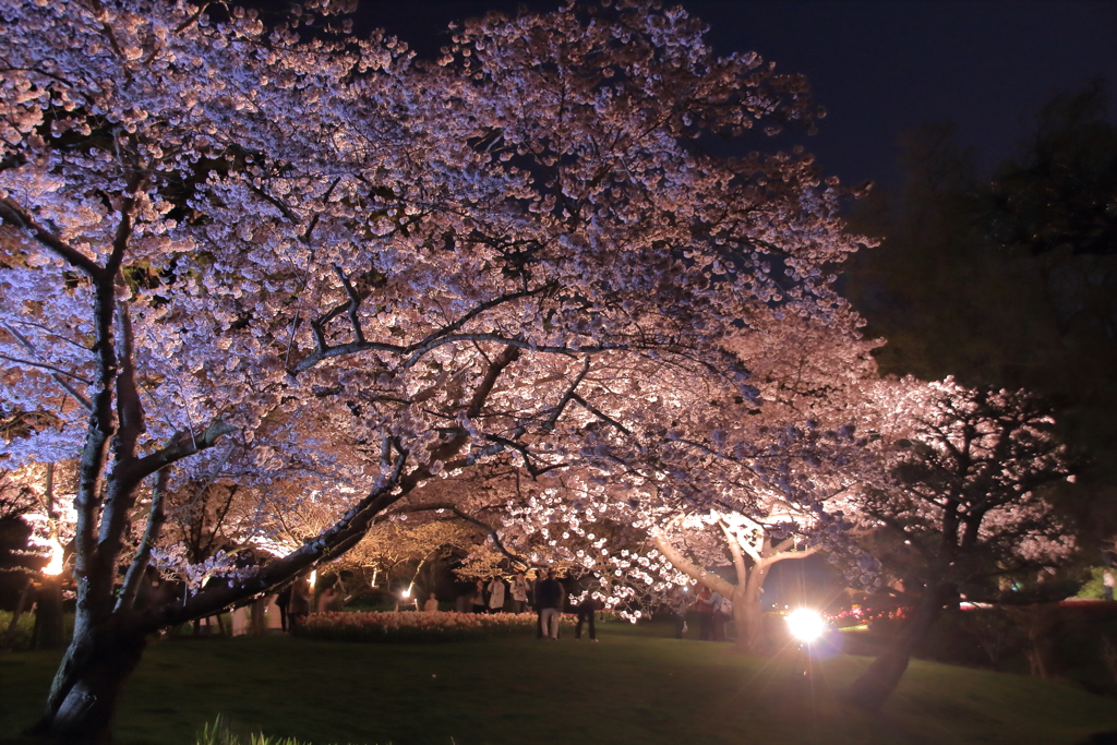 夜桜見物