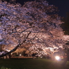 夜桜見物