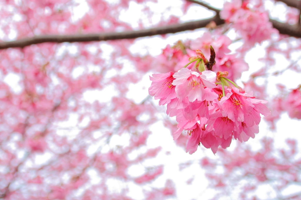 掛川桜vol.2