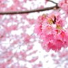 掛川桜vol.2
