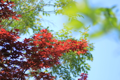 春に赤く