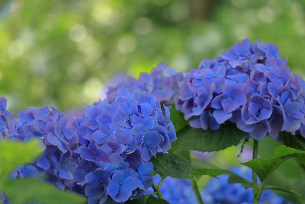 中休み中の紫陽花