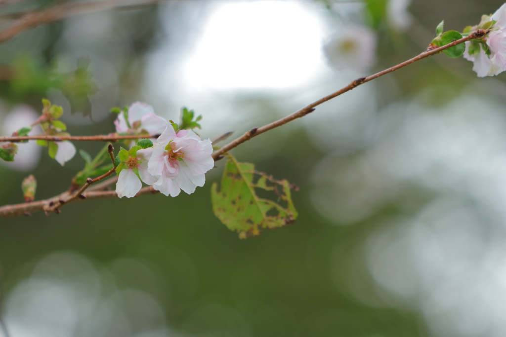 これがホントの秋桜