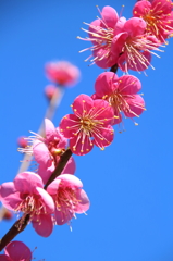 青空に花火