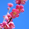 青空に花火