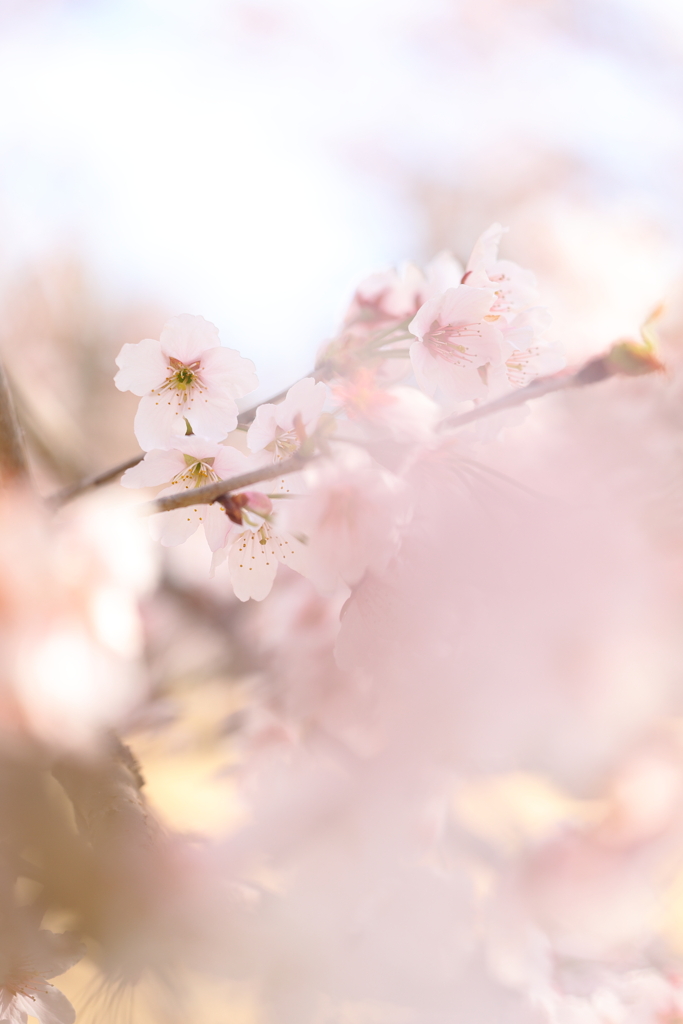 春幻