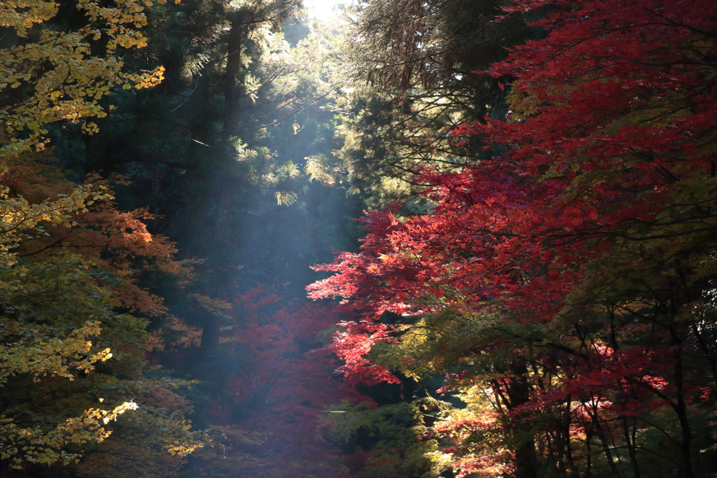 紅葉を照らす