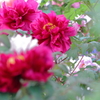 百花の王