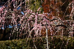 ところにより6分咲き