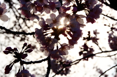 桜リング