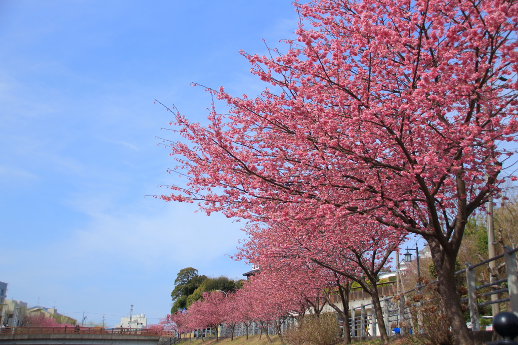 満開の掛川桜