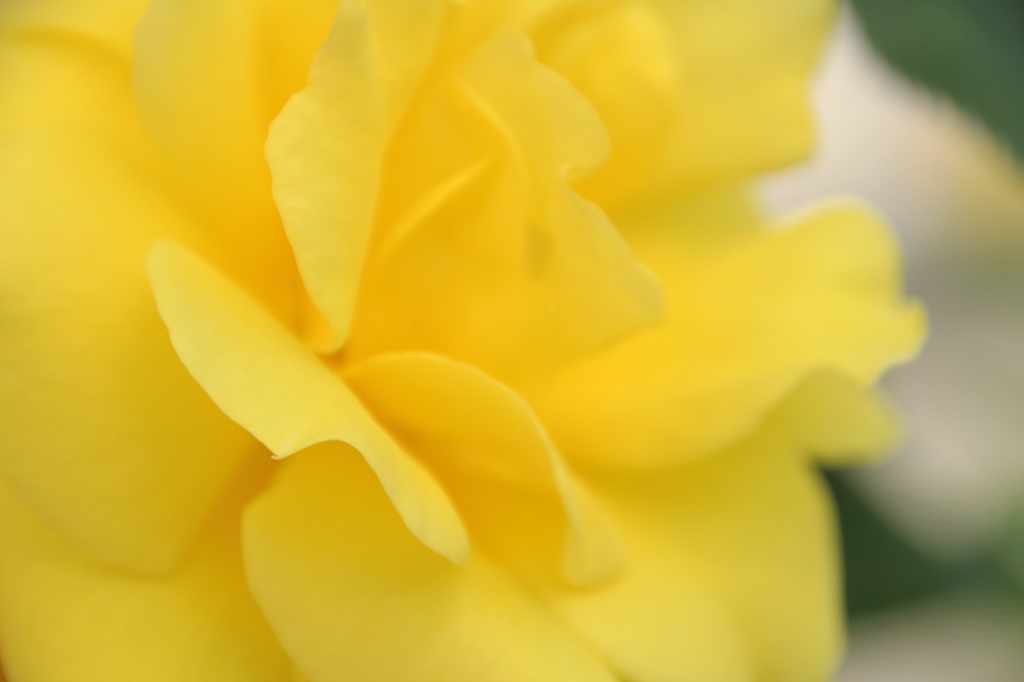 Yellow  Wave