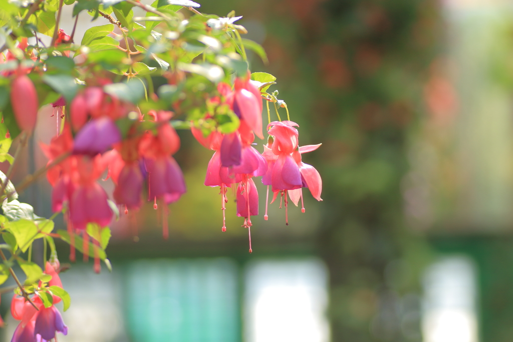 Spring earrings
